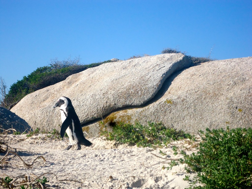 Boulders Beach, Cape Town (May 2015)